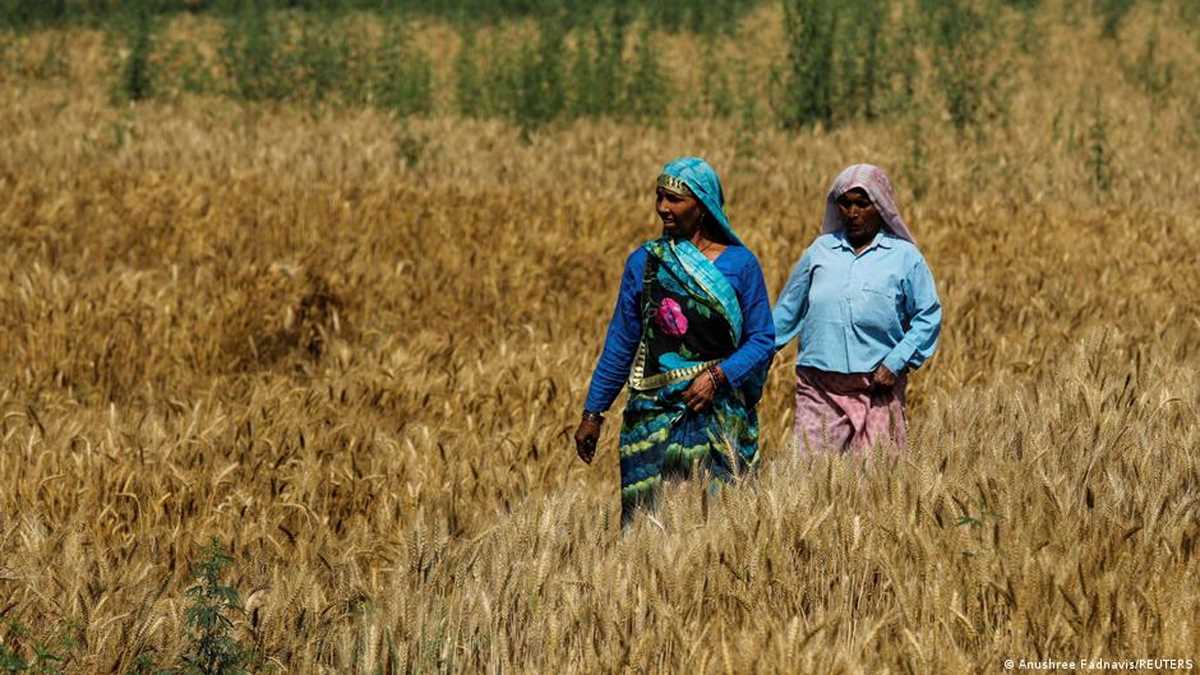 खेतों में तैयार रबी की फसल पर मौसम की टेढ़ी नजर खेतों में तैयार रबी की फसल पर मौसम की टेढ़ी नजर